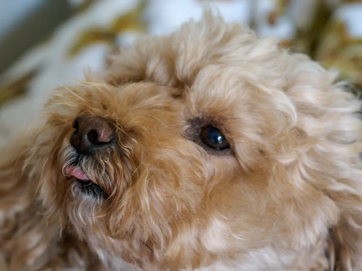 Little dog relaxing at home