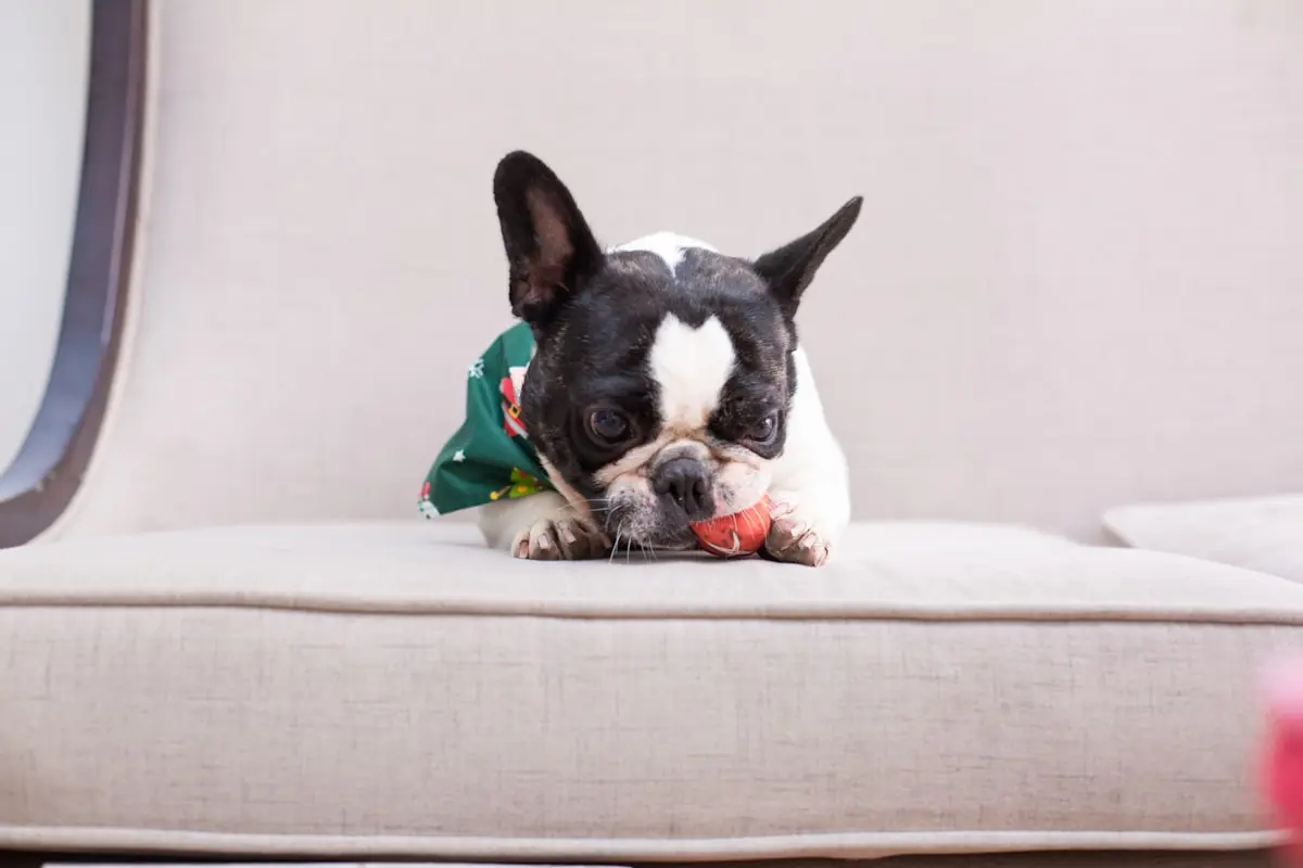Small dog on a soft bed