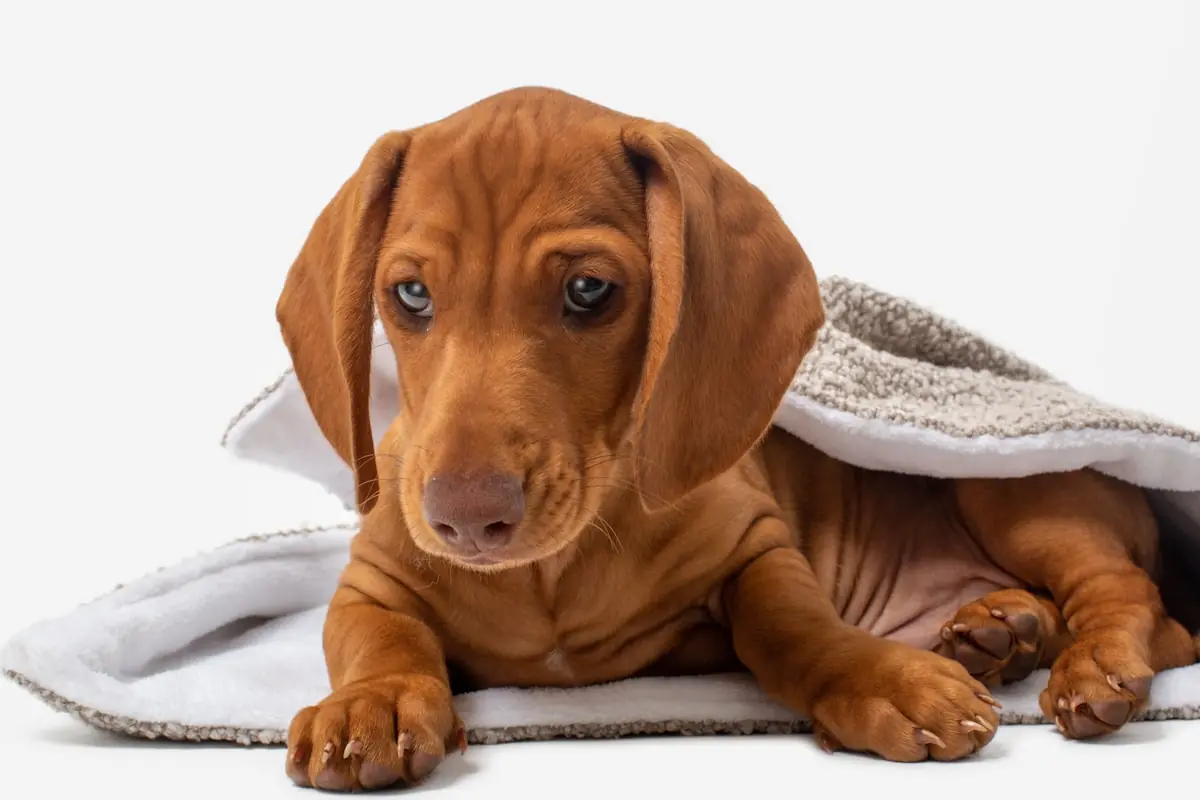 Little dog relaxing indoors