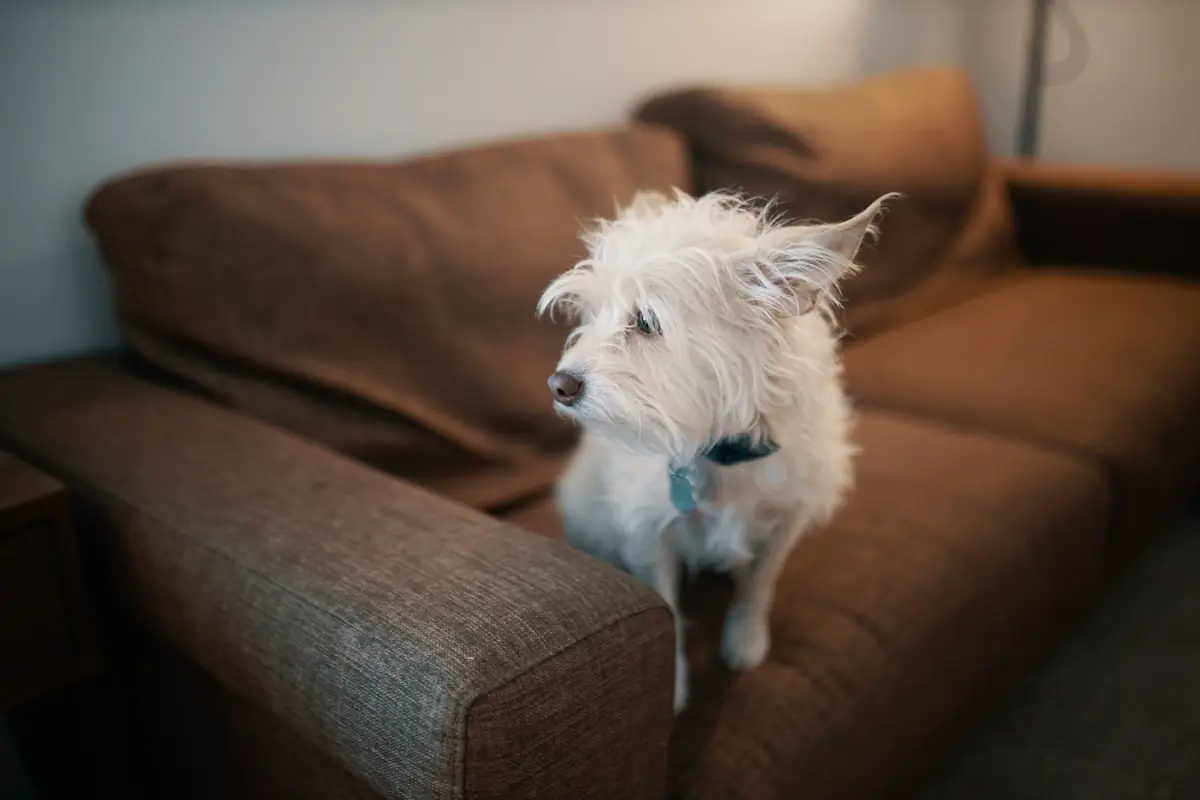 Little dog looking outside